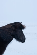 Wind Blown Icelandic Pony In Winter