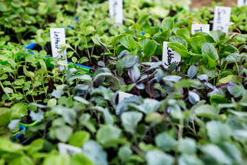 Wall Mural - Cabbage and other vegetable seedlings growing in a seed starting tray in a home garden