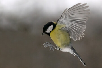 Wall Mural - yellow great tit in flight on grey