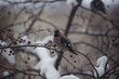© Ilya - waxwing bird sitting on a branch