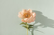 Gentle peachy peony flower on neutral pastel aquamarine background. Minimal aesthetic still life floral composition