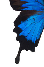 Close-up Of A Morpho Butterfly Wing