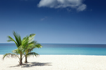 Wall Mural - View of nice tropical beach with some palm