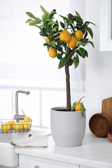 Canvas Print - Potted lemon tree and ripe fruits on kitchen countertop