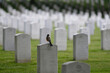 Headstones and a robin bird in Arlington National Cemetery - Circa Washington D.C. United States of America	