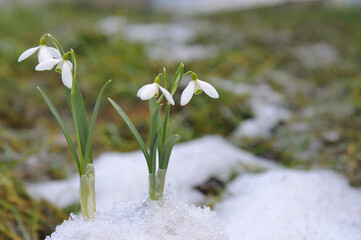 Poster - Snowdrops and snow.