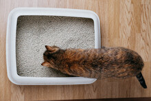 Domestic Cat Sniffs Bulk Litter In A Plastic Box. Top View.