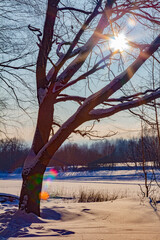 Wall Mural - Winter tree against the backdrop of a sunny sky