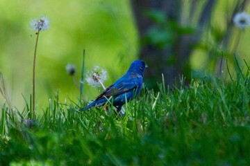 Wall Mural - blue bird on a green grass