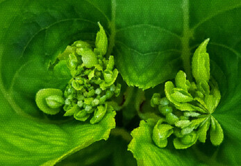 shades of bright and neon green colours of the buds of hydrangea plant