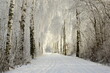 canvas print picture - Winterwonderland. Winterliche Birkenallee mit Raureif und Langlaufloipe
