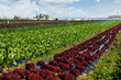 Rainbow of colorful fields of summer crops (lettuce plants), including mixed green, red, lettuce harvest.