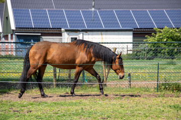 Beautiful brown Lusitano mare in pasture