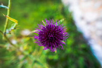 2021 09 05 Selva di Progno thistle