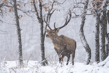 Poster - Red deer during winter season. Deer in the forest. European nature. Animals in Rhodope mountains. 