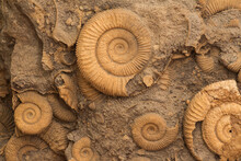 Many Ammonite Fossils From The Jurassic. Archeology And Paleontology Concept.
