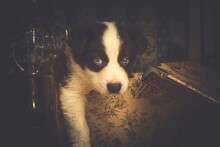 Lovely Border Collie Puppy Coming Out Of A Box, Vintage Decoration