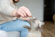 © Julija - Burmese cat receives treats, feed the animal, the cat eats. Man feeding his cat with snack.