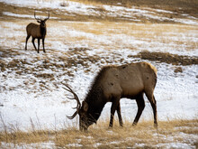 Two Elk Graze In A Snow Covered Meadow In Colorado During Winter, Close Up.
