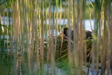Bald Coot Breeding In The Reed  (Fulica Atra)