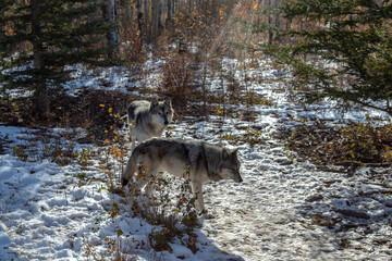 Two wolf dogs in the winter forest among trees and snow