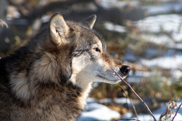 Wall Mural - grey wolf in the winter forest. side profile with crisp face