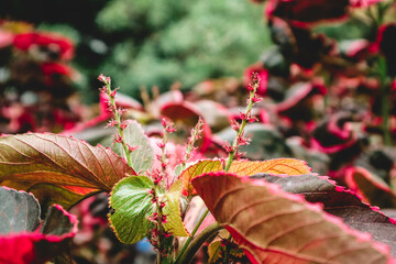 Poster - Painted-leaf begonia, Begonia rex botanical macro photography