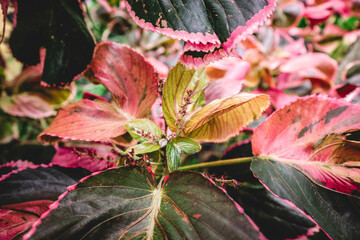 Wall Mural - Painted-leaf begonia, Begonia rex botanical macro photography