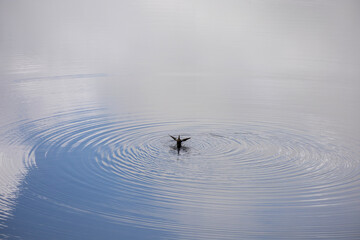 Sticker - duck landing in the water