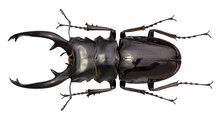 Stag Beetle Odontolabis Dalmani Intermedia Van De Poll, 1889