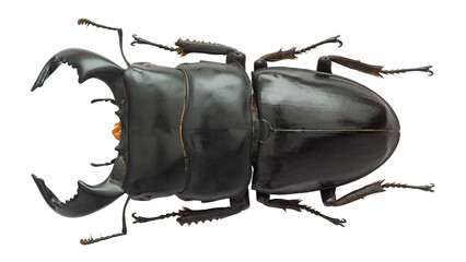 Wall Mural - Lucanida stag beetle Dorcus bucephalus (Perty, 1831) 