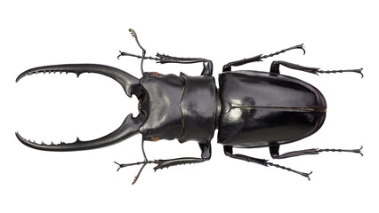 Wall Mural - Lucanida stag beetle Prosopocoilus confucius (Hope, 1842)