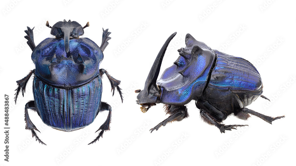 Coprophanaeus bonariensis　34mm 31mm Coprophanaeus bonariensis 34mm 31mm Coprophanaeus