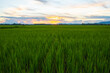 © gexphos - The rice was growing at sunset and there was a beautiful blue sky.