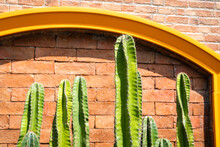 Cacti, Thorn, Facade, Orange, Wall, Brick, Decoration, Exterior, Tree, Row, Savannah, Dry, Park, Plant, Tall, Alignment, Peak, Growth, Spiky, Summer, Prickly, Tropical, Outdoor, Decorative, Gardening,