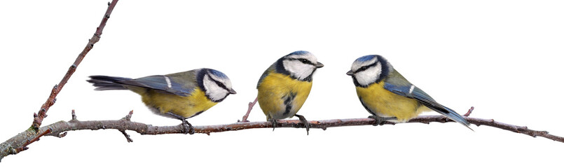 Three blue tinted titmouse sit on a branch of apricot isolated from the background