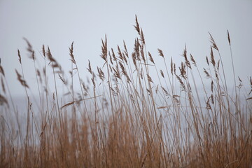Naklejka na meble late autumn, the beginning of winter it is snowing, in the foreground there are panicles of dry reeds against the background of a white lake, a landscape near the water