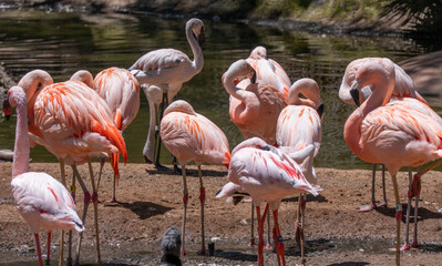 Sticker - A beautiful shot of some flamingos in San Diego Zoo Safari Park