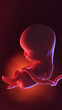 3d rendered illustration of a human fetus  - week 13