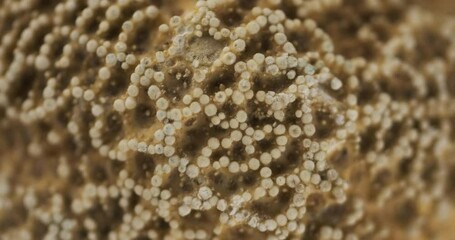 Wall Mural - Close-up of a starfish lying on the sand. Rotation. Star, background and texture