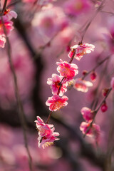 Wall Mural - 枝垂れ梅の花