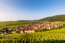 France, Alsace, Riquewihr, Vineyard In Front Of Rural Village In Summer