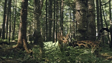 One cat in a city park. Bengal wildcat walk on the forest in collar. Asian Jungle Cat or Swamp or Reed. Domesticated leopard cat hiding, hunting and playing in grass. Domestic cat in outdoor nature.