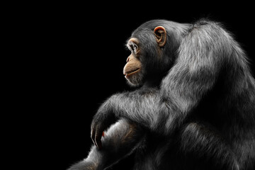 chimpanzee monkey sitting portrait on black