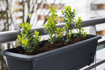 Wall Mural - Young boxwood bushes grow in flower pots on the balcony.