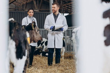 Veterinary at the farm walking in cowshed checking the cows