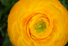Yellow Rose Flower Macro Background
