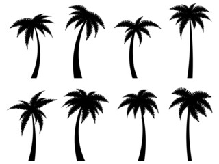 Wall Mural - black palm trees set isolated on white background. palm silhouettes. design of palm trees for poster