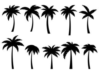 Wall Mural - black palm trees on a white background. set of tropical palm trees silhouettes for poster, banner an