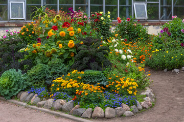 Wall Mural - Luxurious heads of decorative cabbage on a flower bed among flowering plants